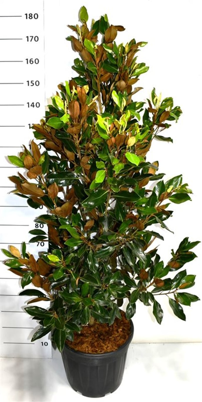 Magnolia grand. 'Little Gem' - C30 125-150 CM